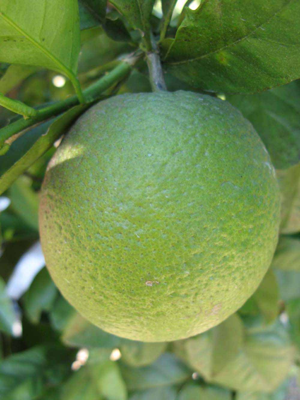            Immature fruit (Winter Haven, FL)   